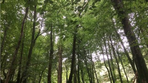 A Celtic rainforest canopy near Penrhyndeudraeth