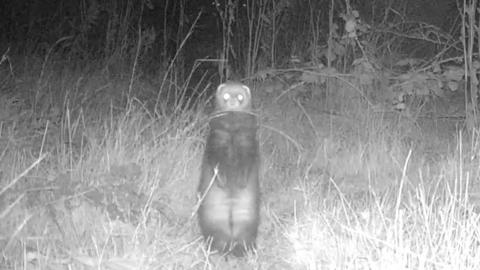 The polecat was filmed at Nottingham Trent University’s Brackenhurst Campus