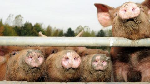 Pigs looking through fence