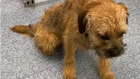 Border terrier Pringle believed to have eaten cannabis