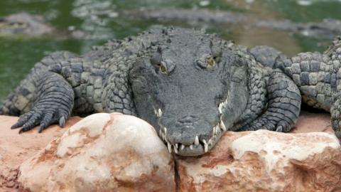 Nile crocodile