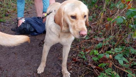 A trainee guide dog rescued from the River Calder