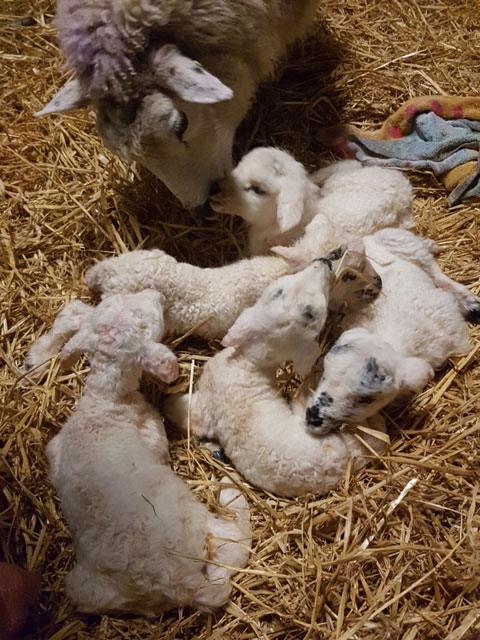 Ewe and lambs