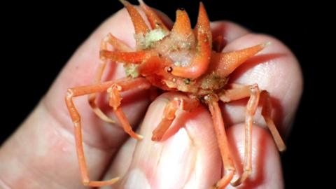 A tiny, orange, newly discovered species of crab