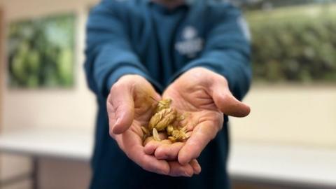 A man with outstretched arms holding a handful of hops