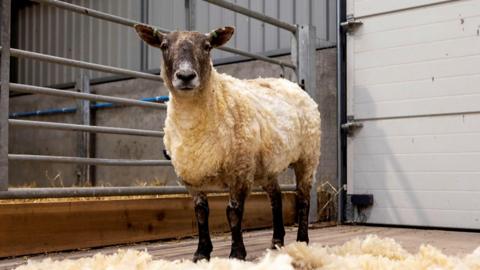 Fiona after being shorn