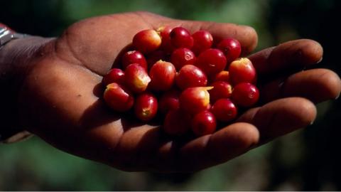 Arabica coffee beans