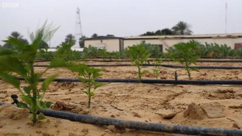 Okra plants growing in the desert