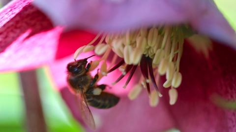 Bees also favour hellebore flowers