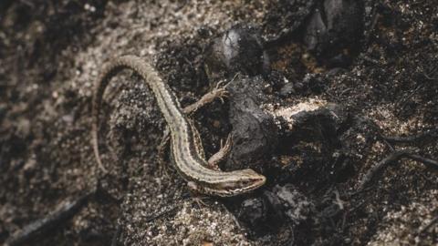 Common lizard