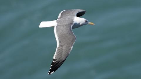 Lesser black-backed gull