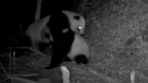 Some rare footage of two wild pandas having a fierce fight has been captured by researchers in China.