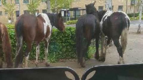 Horses in Chelmsford