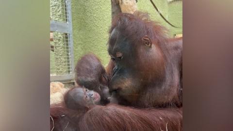 A Bornean orangutan has been born at Blackpool Zoo for the first time in 20 years.