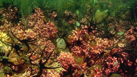 Coralline algae bed