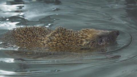 Phelps the swimming hedgehog