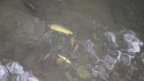 Trout in River Medlock