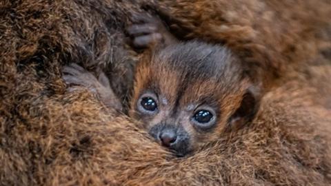Red-bellied lemur baby