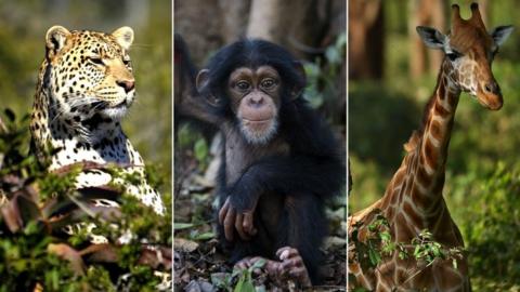Collage of leopard, chimpanzee and giraffe all from Getty
