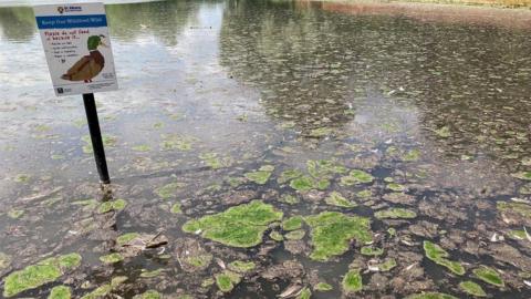 Verulamium lake, St Albans