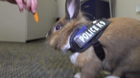 Police bunny