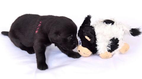 A small black Labrador puppy looks at a cuddly toy cow