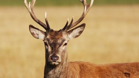 A red deer stag