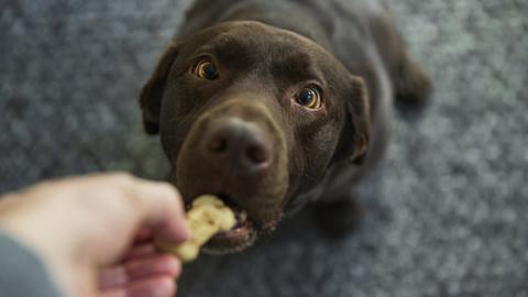 Pet dog being fed, stock shot