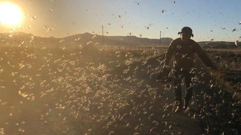 A farmer chasing the brown locusts away from a farm