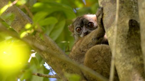 Grey-backed lemur in tree in Madagascar