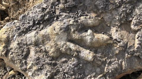 A fossilised dinosaur footprint