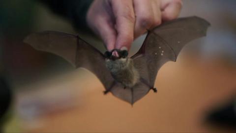 Bats in Belarus