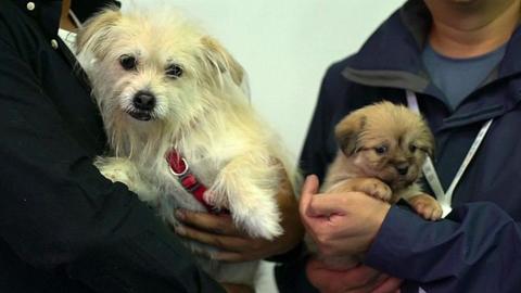 Juice, a famous dog (L) and his clone (R)