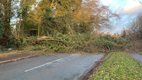 A tree fell in Poppleton on Monday, blocking the main route through the village