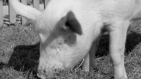 A pig eating grass