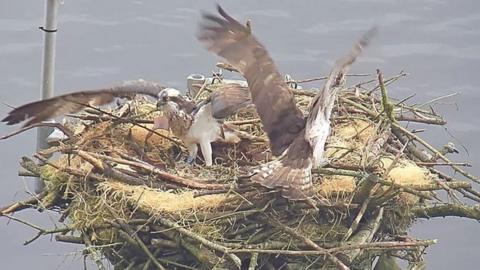 Two osprey on the nesting platform