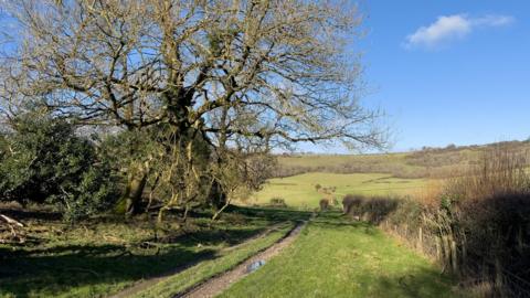 A tree next to a track surrounded by green fields