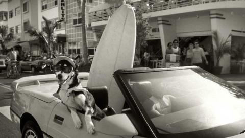 A dog in sunglasses hangs out the side of a car