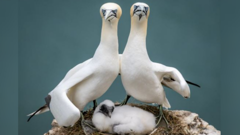 A photo of the two gannets embracing over their chick and staring right at the camera