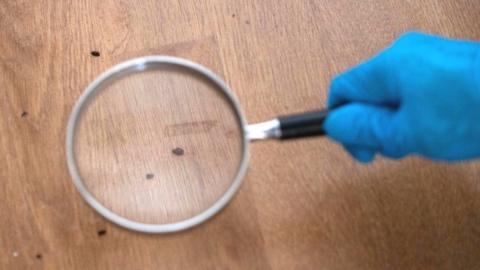 File photograph showing someone wearing a glove holding up a magnifying glass to bedbugs