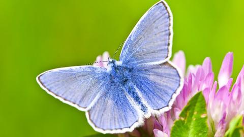 A common blue butterfly