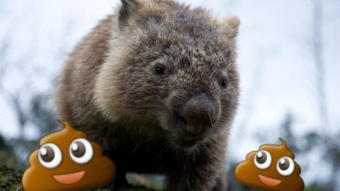 A wombat with poo emojis