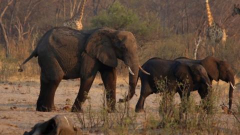 Elephants in the Hwange National Park