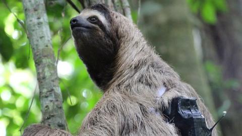 sloth wearing tag