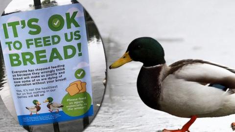 Duck and feeding sign