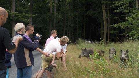 Wild boar in the Hoge Veluwe nature reserve, Netherlands