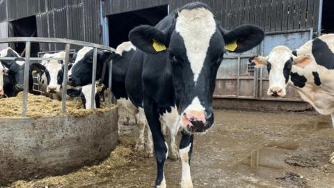 A Holstein is looking at the camera in the middle of the photo and another is standing slightly father back and is also looking at the camera. Three other cows are standing around a feeder and they are also looking at the camera. They are all standing in front of a barn in a yard.