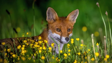 A fox roams the fields near Mynydd y Garth at night