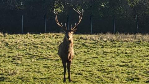 An image of a stag looking head on in a field.
