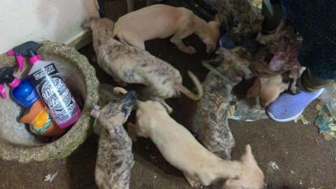 The image shows a group of seven puppies milling around on a small, dirty, carpeted floor space. A wicker basket with plastic bottles containing cleaning products is in the far right of the pic. A blue fabric shoe and the bottom of a human leg can be seen on the right of the pic.